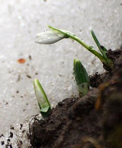 Pierwszy przebiśnieg w tym roku. Zwiastuje wiosnę