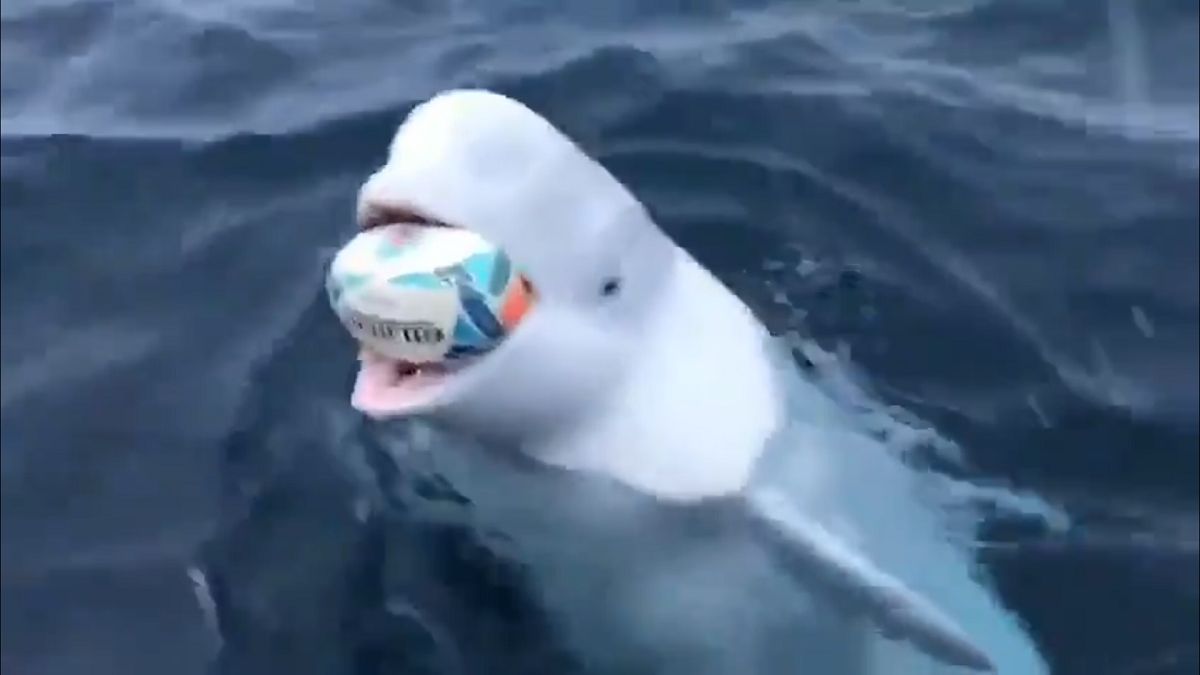 Białucha Hvaldimir jest uzależniona od ludzi, musi prosić ich o jedzenie.