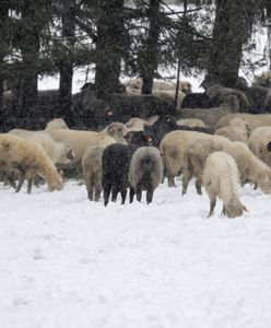 "Zimni ogrodnicy" dają się we znaki. Na Podhalu znów spadł śnieg
