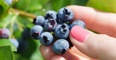 Posadź obok borówki amerykańskiej, a zbierzesz wyjątkową ilość owoców