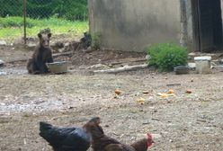 Bieszczady: odłowiono dwa małe niedźwiadki. "Stołowały się" w pobliskich gospodarstwach
