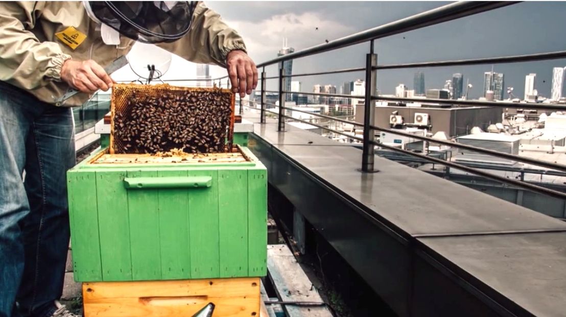 Coraz więcej pszczół w Polsce? Nie dajmy się zwieść propagandzie sukcesu