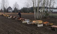 Zginęło pół miliona pszczół. Zniszczona pasieka na Mazowszu