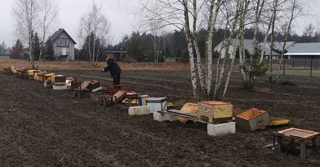 Zginęło pół miliona pszczół. Zniszczona pasieka na Mazowszu