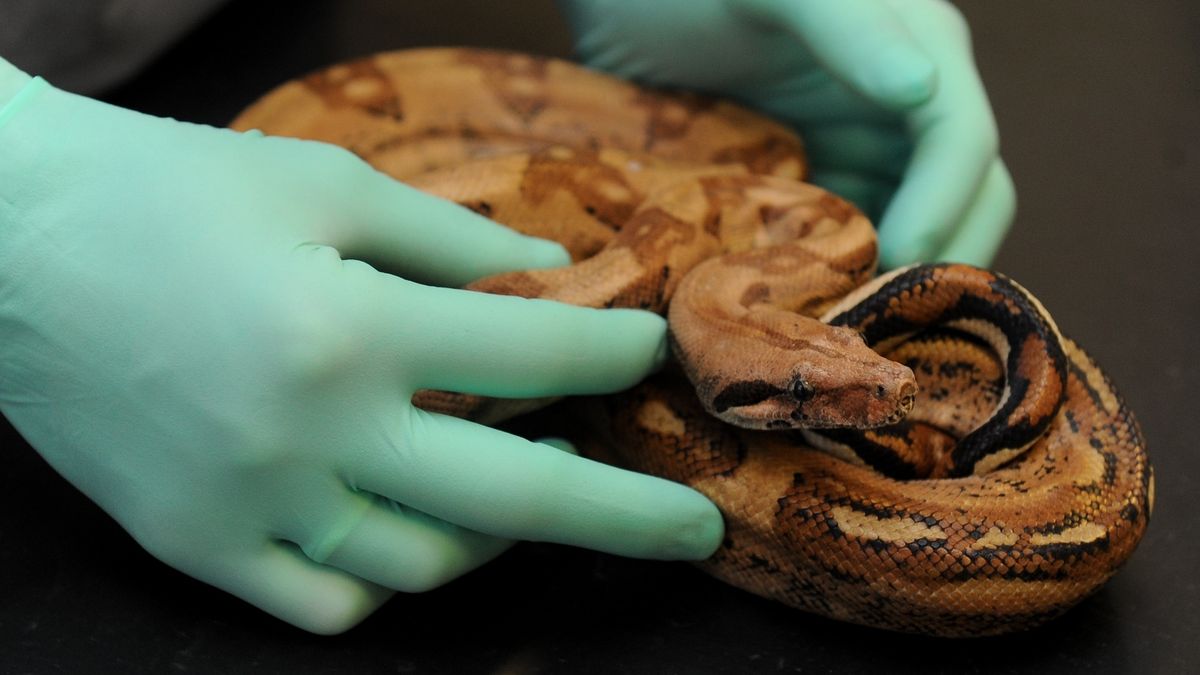 Boa dusiciel na placu zabaw w Poznaniu