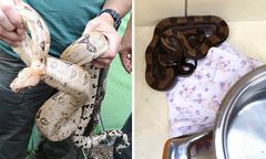 Boa dusiciele na kempingu. Turystka znalazła je w swoim namiocie