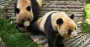 Ocean Park od 10 lat próbował sparować pandy. Koronawirus im w tym pomógł