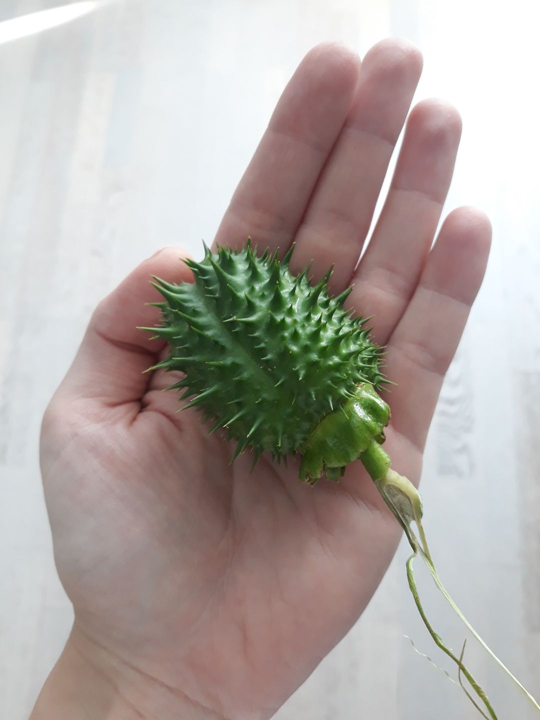 Bieluń dziędzierzawa - tak wygląda owoc 