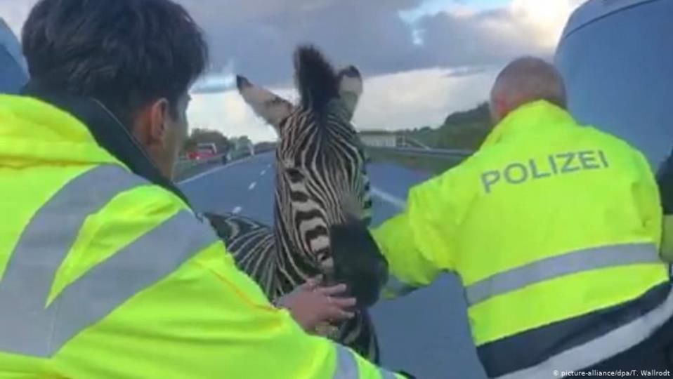 Nietypowy wypadek na autostradzie A20. Wszystkiemu winna zebra