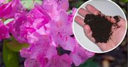 Podsyp tym rododendrony na wiosnę, a skutecznie zakwasisz ziemię. Wystrzelą do góry!