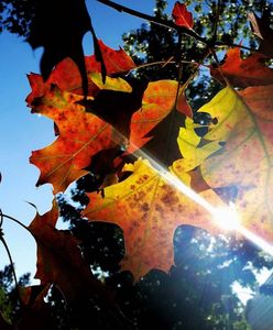 Pogoda dopisała. Jesień na Waszych zdjęciach wygląda zjawiskowo