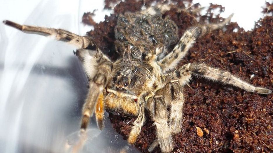 Tarantula ukraińska wygląda groźnie. Pytamy eksperta, czy faktycznie mamy się czego obwiać