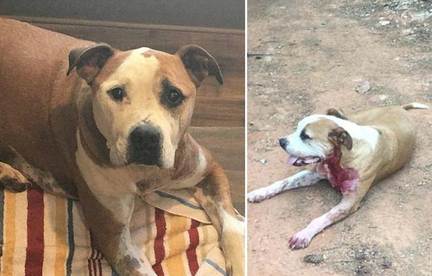 Bezpański pitbull, który ledwo przeżył atak nożownika, znalazł kochającą rodzinę