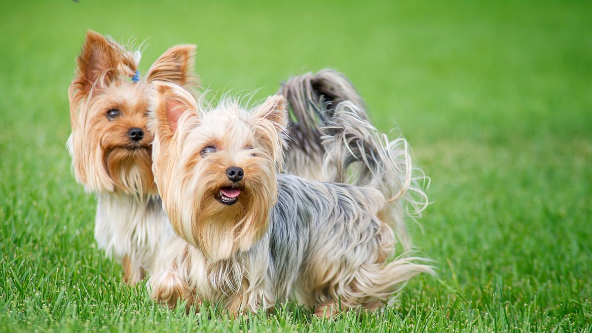 Two dogs breed "Yorkshire Terrier" on a walk in the park on a summer day