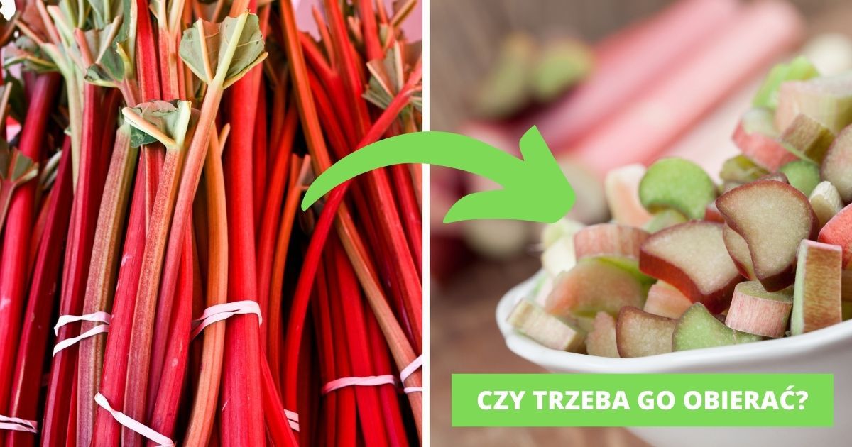 Czy rabarbar trzeba obierać - Pyszności; Foto: Canva.com