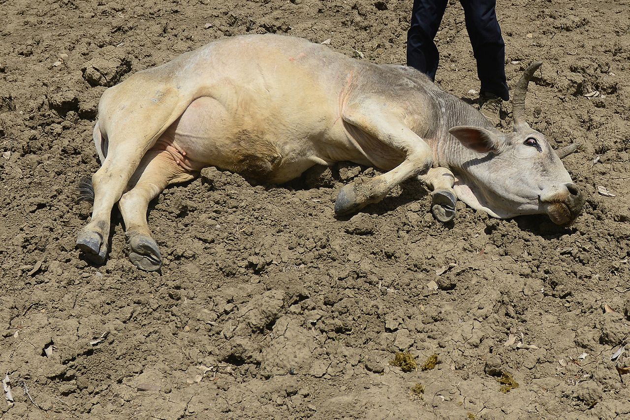 Susza zabiła 300 osób. Zakazano gotowania posiłków