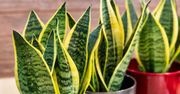 Sansewieria szybko wypuści nowe liście. Wiosną wystarczy prosta odżywka raz na tydzień