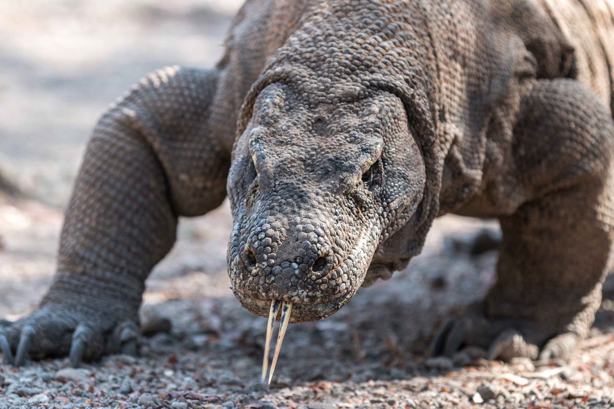 Park Narodowy Komodo. Waran bohaterem Google doodle