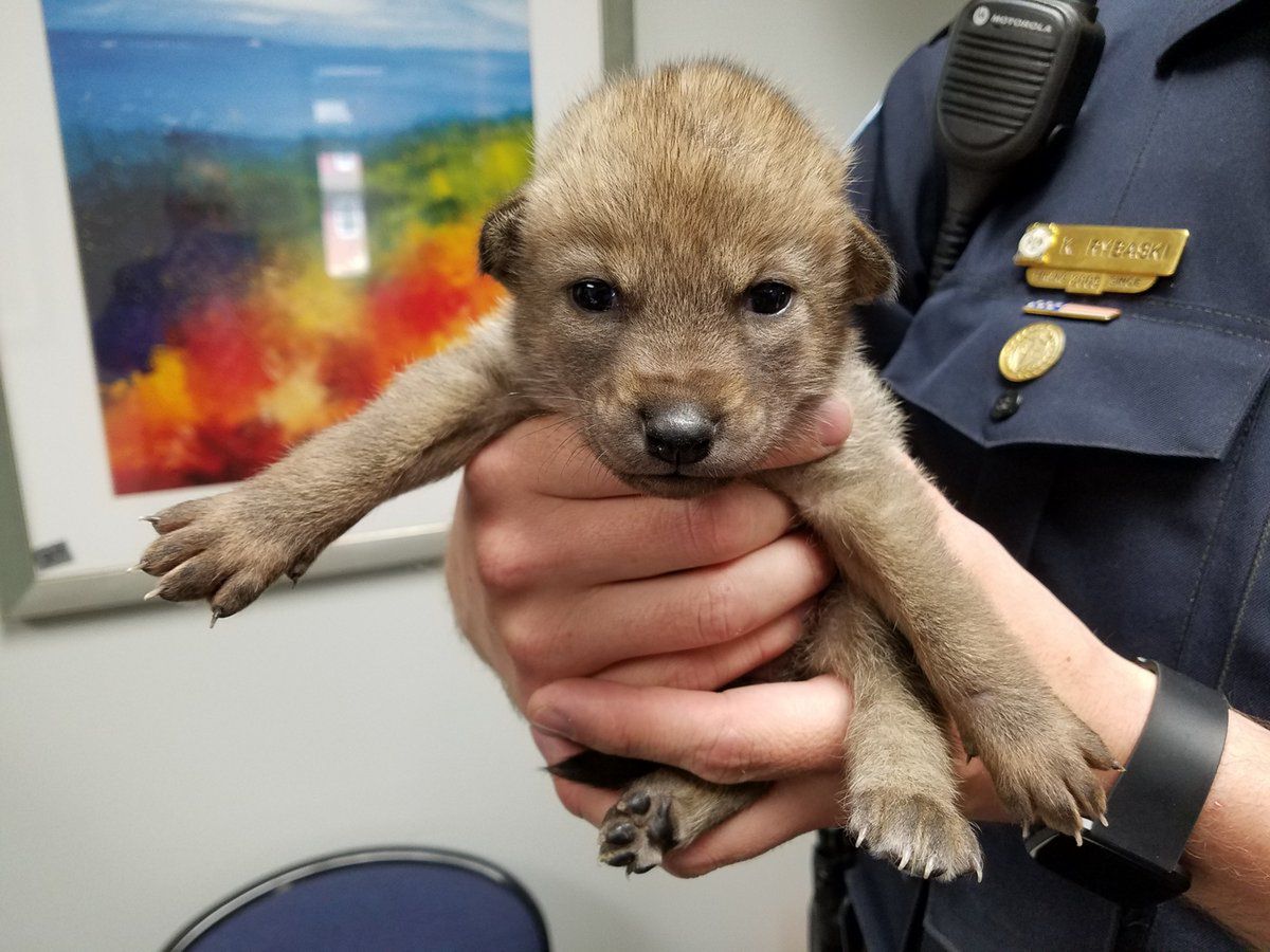 Policjanci przygarnęli psa. Śledztwo wykazało, że... to kojot