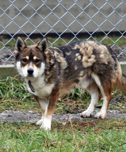 Czy ktoś rozpoznaje tego pieska? Pomóż w odnalezieniu właściciela