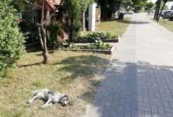 Radzymin: nikt nie chce uprzątnąć martwego psa. "Nawet skoszono wokół niego trawę"