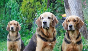 Aż 20 tysięcy psów na warszawskim Euro Dog Show