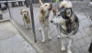 Małżeństwo mieszka z setką psów. Sytuacja zaczęła ich przerastać i teraz proszą o pomoc