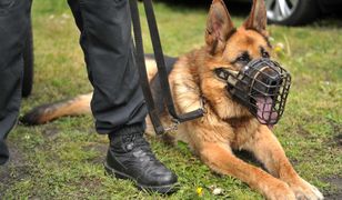 "Brutus na emeryturze". Policjanci podziękowali owczarkowi za 10 lat służby
