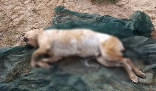 Bestialski atak w Płocku. Skatowany pies znaleziony w Wiśle