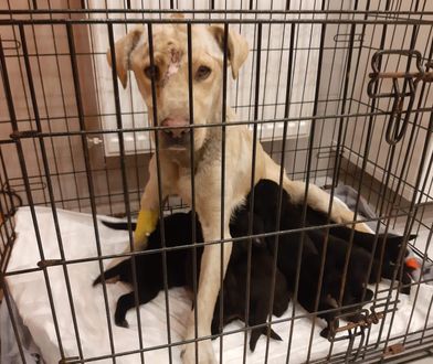 Łódź. Porzucone szczeniaki i pobita matka. Sprawca poszukiwany