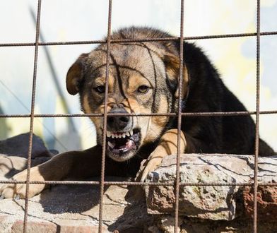 Psy zagryzły młodego chłopaka. Znamy termin sekcji zwłok