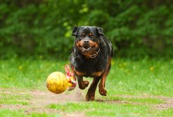 Rottweiler zaatakował 8-letnią dziewczynkę podczas zabawy