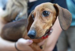 Kolejna edycja czipowania psów w Krakowie