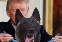 Śmierć lidera ISIS Abu Bakr al-Bagdadiego. Donald Trump wyśle zaproszenie dla psa z akcji