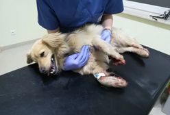 Wyrzucili psa z pędzącego auta. Weterynarz: "Pomóżcie ich odnaleźć"