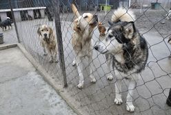 Ponad setka psów przetrzymywana pod Drohiczynem. "Mamy związane ręce"