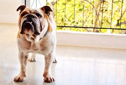 Opłata za posiadanie psa jak kot Schrödingera. Tu jest, obok jej nie ma