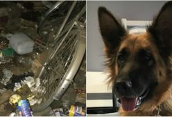 Traktował psa jak maszynę do robienia pieniędzy. Zmaltretowana suczka odebrana