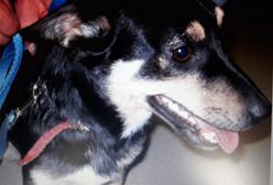 Piła. Pijana kobieta kopała psa w centrum miasta. Ma zarzuty