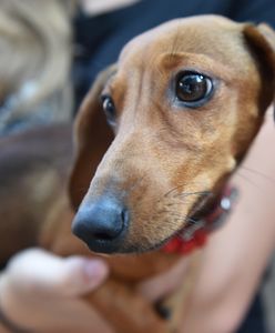 Kolejna edycja czipowania psów w Krakowie