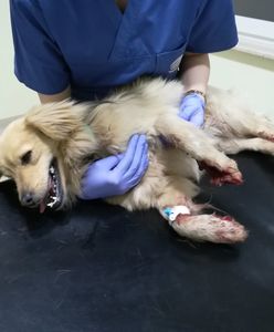 Wyrzucili psa z pędzącego auta. Weterynarz: "Pomóżcie ich odnaleźć"