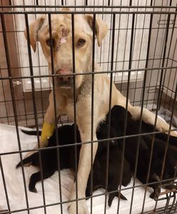 Łódź. Porzucone szczeniaki i pobita matka. Sprawca poszukiwany