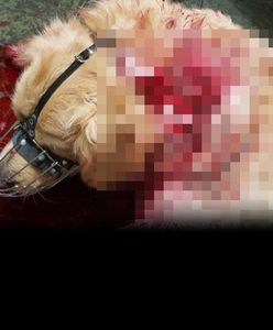 Były policjant dźgnął nożem psa. Historia ma drugie dno