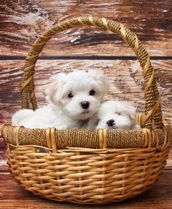 "Podatek od psa 2020". Kogo obowiązuje i ile wynosi?