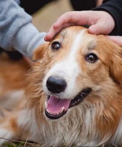 Chciała zaczipować psa. Usłyszała, że bez Karty Warszawiaka to niemożliwe