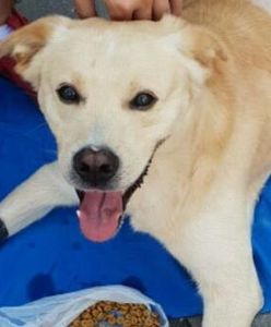 Hrubieszów. 35-latek z wiatrówki strzelał do psa. Zwierzak walczy o życie