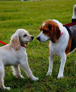 Nawet 5000 zł grzywny za psa bez smyczy. Nowe przepisy weszły w życie