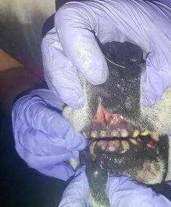 Spiłował psu zęby szlifierką. Przedstawiono już zarzuty