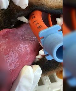 Uważaj na te gąsienice. Mogą poważnie okaleczyć twojego psa