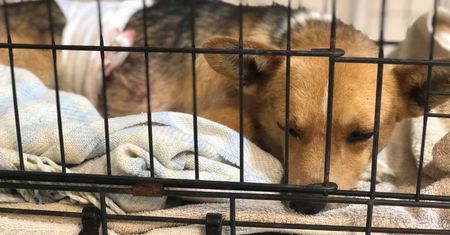 Brudnów. Skatowany pies nie przeżył doby. Oprawca nabił go na widły
